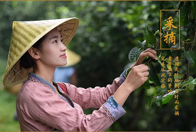 云南龙润茶业