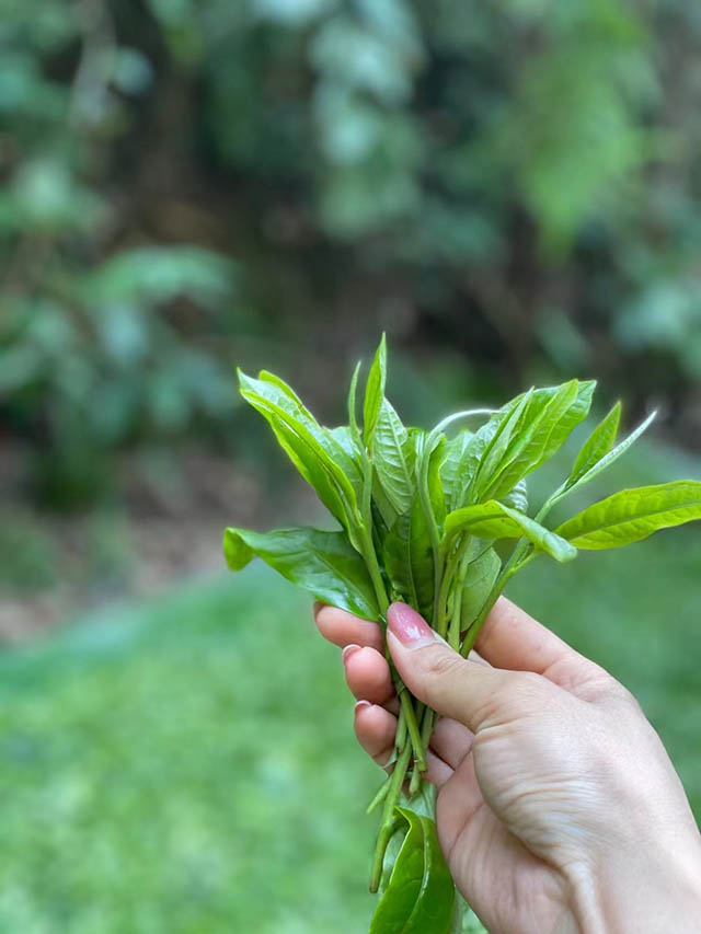 暖暖说茶