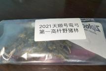 茶客老金的品茶日志：2021年弯弓第一高杆野猪林（天顺号）