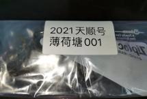 茶客老金的品茶日志：2021年薄荷塘001（天顺号）