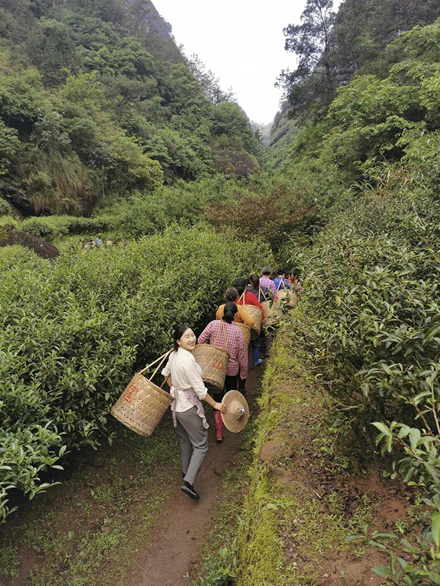 福建武夷山网红乡愁