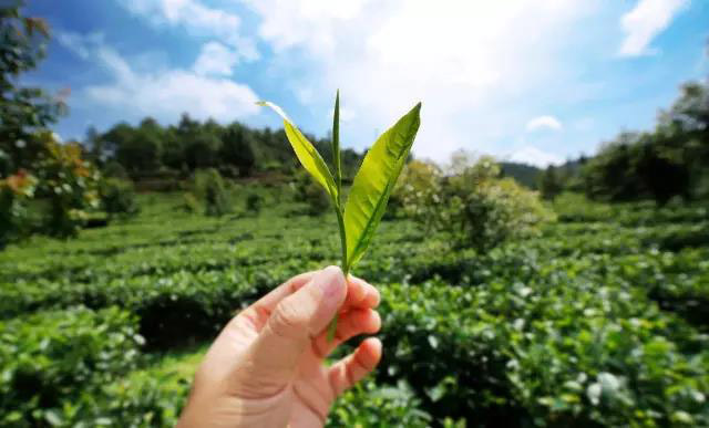 云南龙润茶业