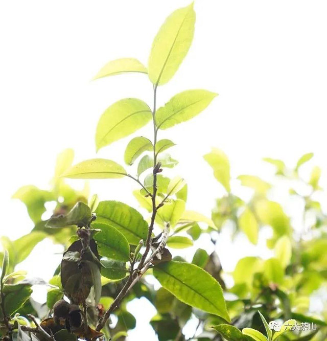 六大茶山普洱茶