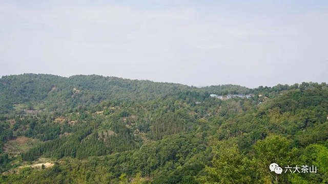 六大茶山普洱茶