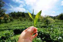 龙润茶86道质量把关（十三）：鲜叶储存把关