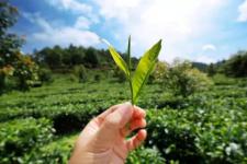 龙润茶86道质量把关（十三）：鲜叶储存把关