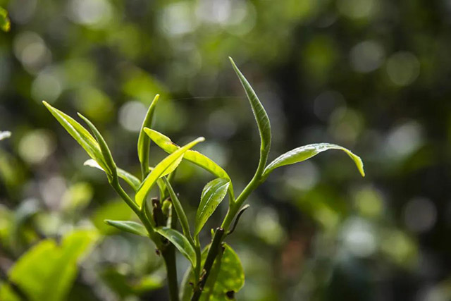 双陈五星生熟普洱茶