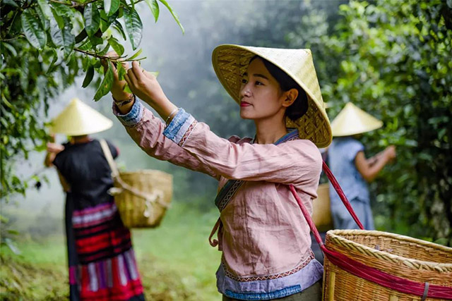 龙润茶