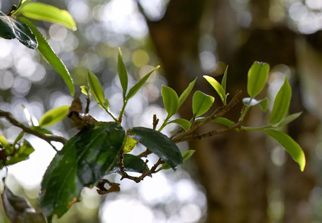 龙润茶