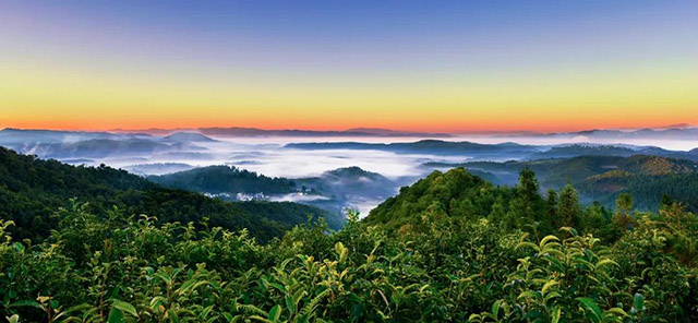 龙润茶