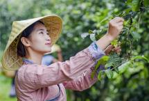 云南龙润茶业：“小心柑”说起情话来，太撩人啦！