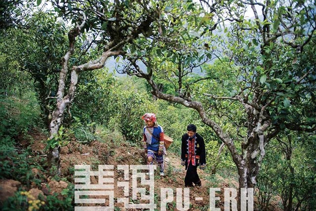 俸字号冰岛茶