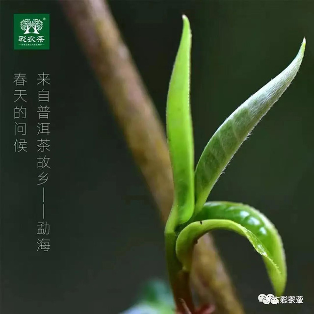 彩农茶勐海小饼