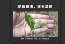 叨叨茶界：茶商企接下来怎么办？不是很成熟的思考分享给大家