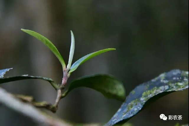 彩农茶2021秋倚邦贡茶