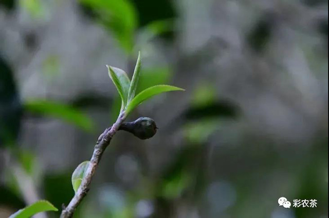 彩农茶2021秋倚邦贡茶