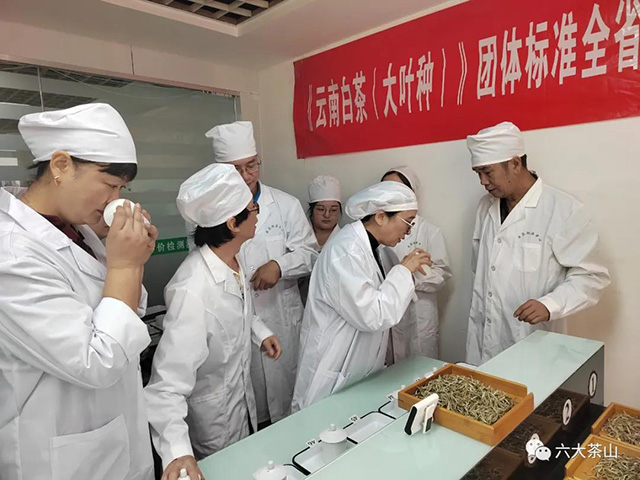 云南省白茶团体标准制定