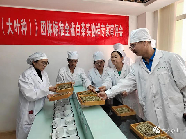 云南省白茶团体标准制定