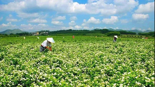 广西横州茉莉花园