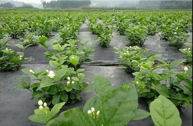 四川犍为茉莉花种植基地