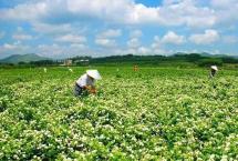 茉莉花茶四大产区价格品质大比评！ 