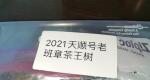 茶客老金的品茶日志：2021年老班章茶王树（天顺号）