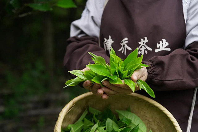 津乔普洱茶