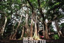 普洱杂志新刊：森林，普洱茶的魔法花园