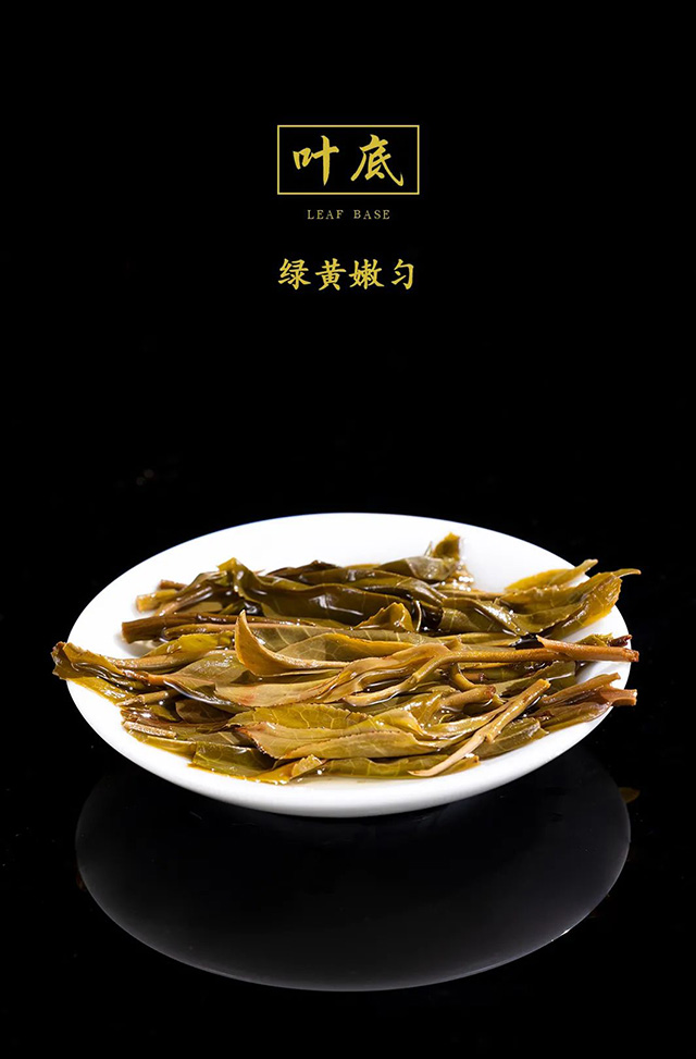 龙润茶香韵茉莉