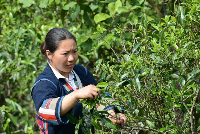 葳盛茶业哈尼公主茶