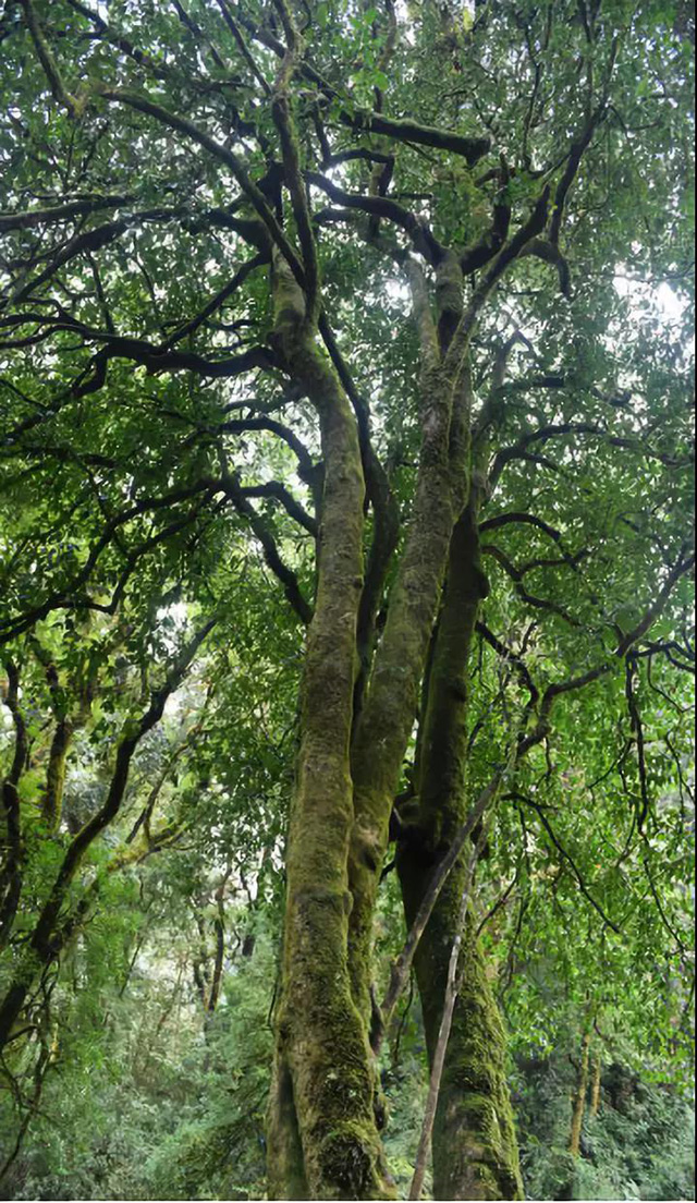 勐库野生大茶树