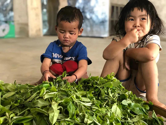 茶山小朋友的童年离不开茶香