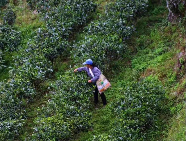 凤庆高山茶园