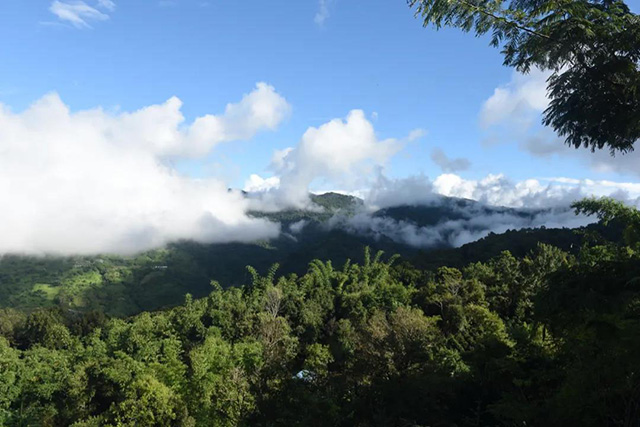 版纳茶山