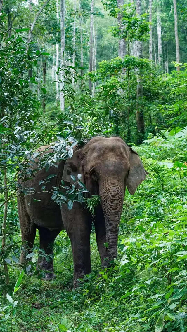雨林古茶坊最广为流传的一张大象与茶的合影