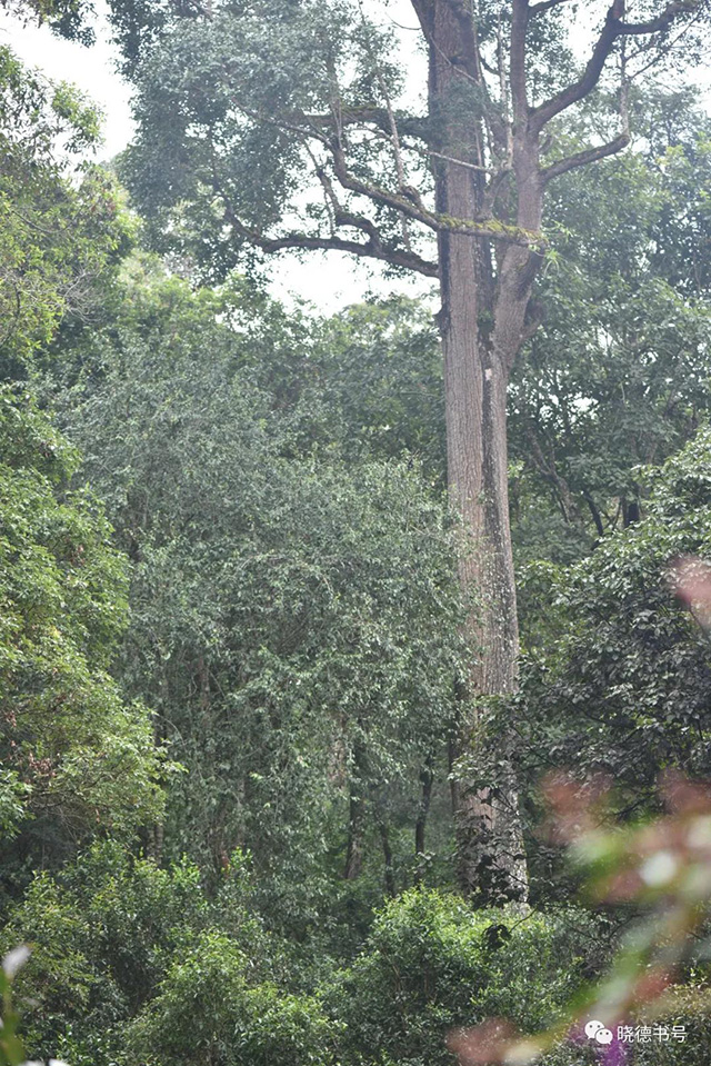 大平掌古茶园的古树多依树古茶树共生杨嵩摄