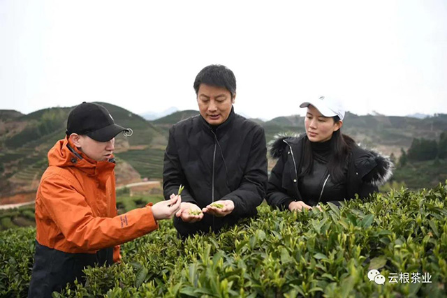 云根白茶与河南省茶文化名家马哲峰老师