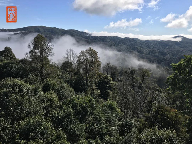 福元昌古树普洱茶