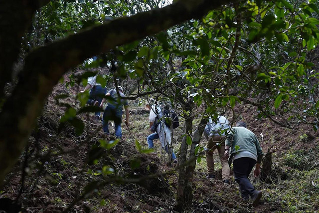 蓝标文山顶古树熟茶