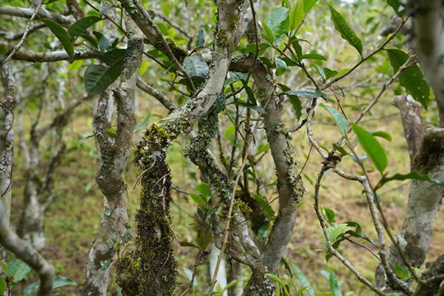 蓝标文山顶古树熟茶