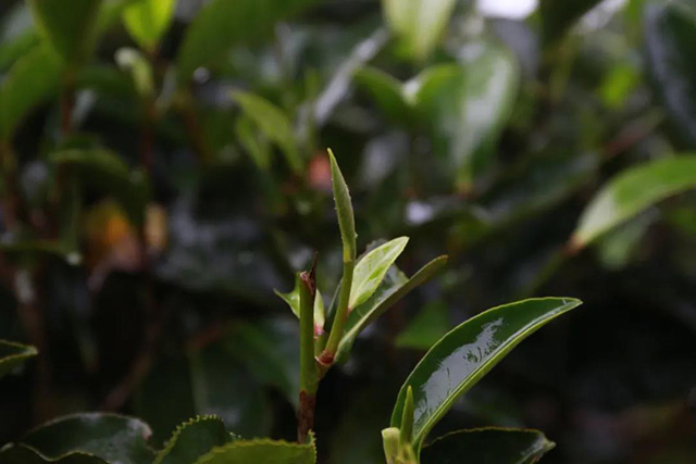 蓝标文山顶古树熟茶