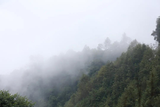 蓝标文山顶古树熟茶