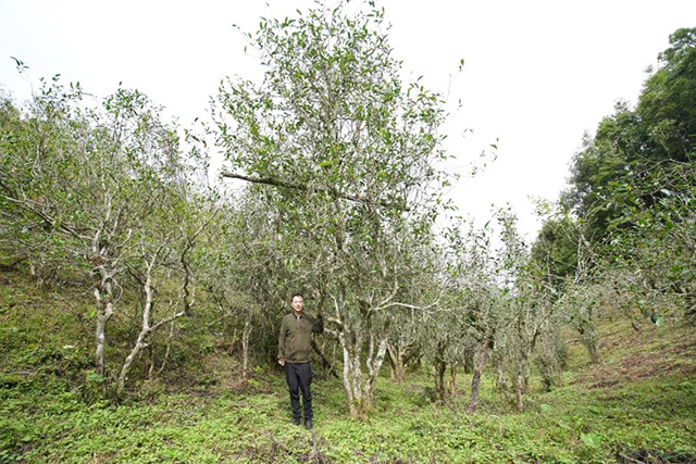 蓝标文山顶古树熟茶