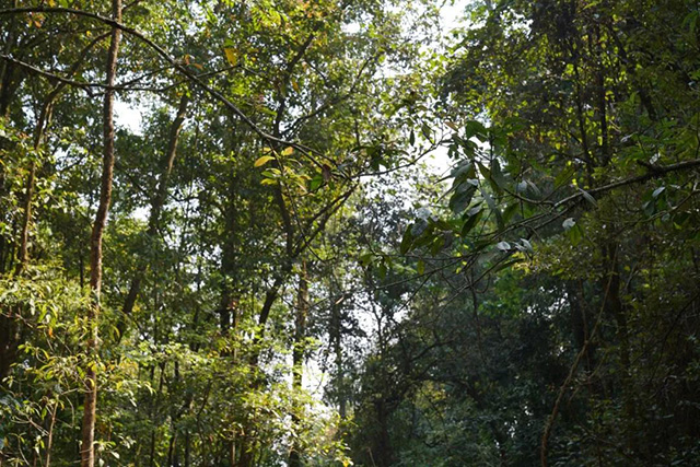 蓝标文山顶古树熟茶