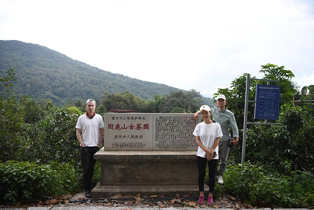 马哲峰普洱寻茶记