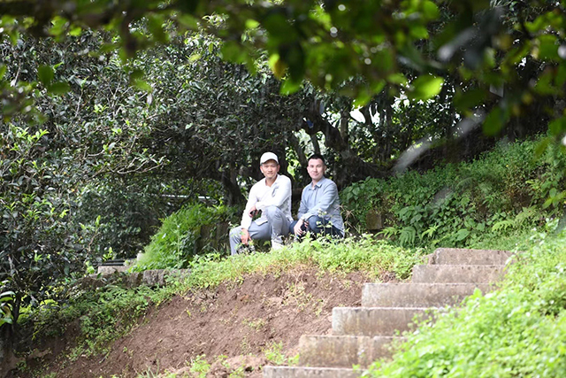 马哲峰普洱寻茶记