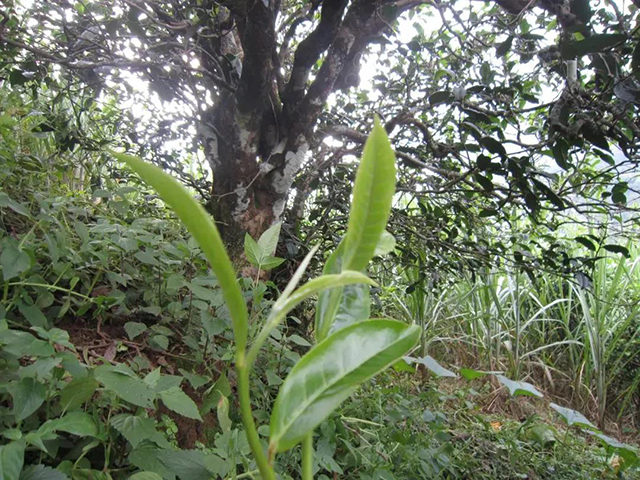 勐库戎氏木叶醇普洱茶