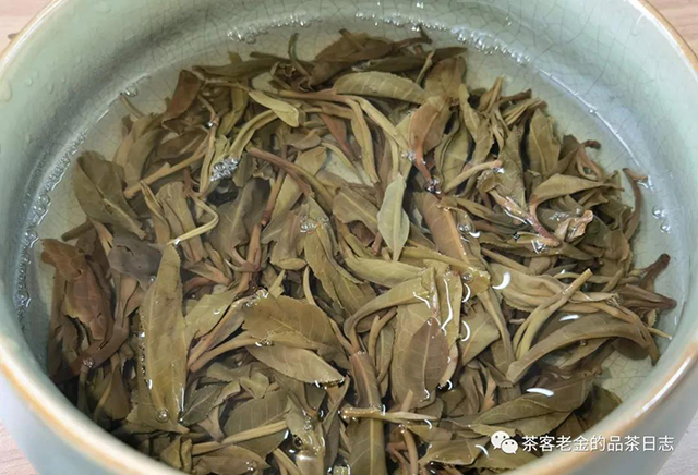 曼松古树普洱茶