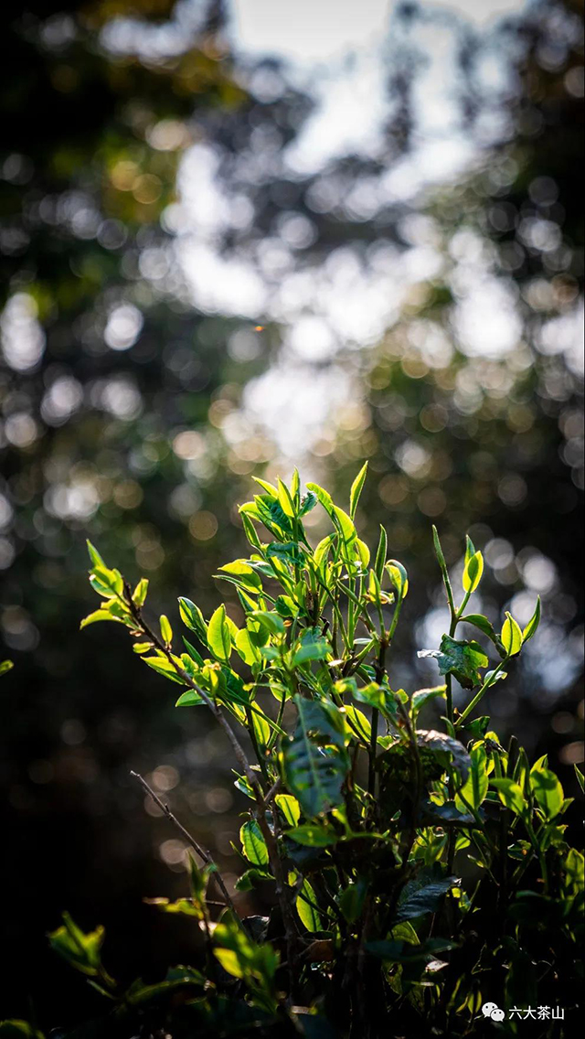 六大茶山易武生态茶