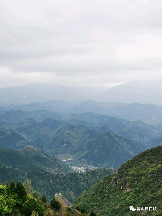泾渭茯茶